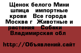 Щенок белого Мини шпица , импортные крови - Все города, Москва г. Животные и растения » Собаки   . Владимирская обл.